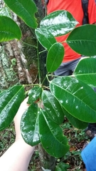 Dendropanax laurifolius