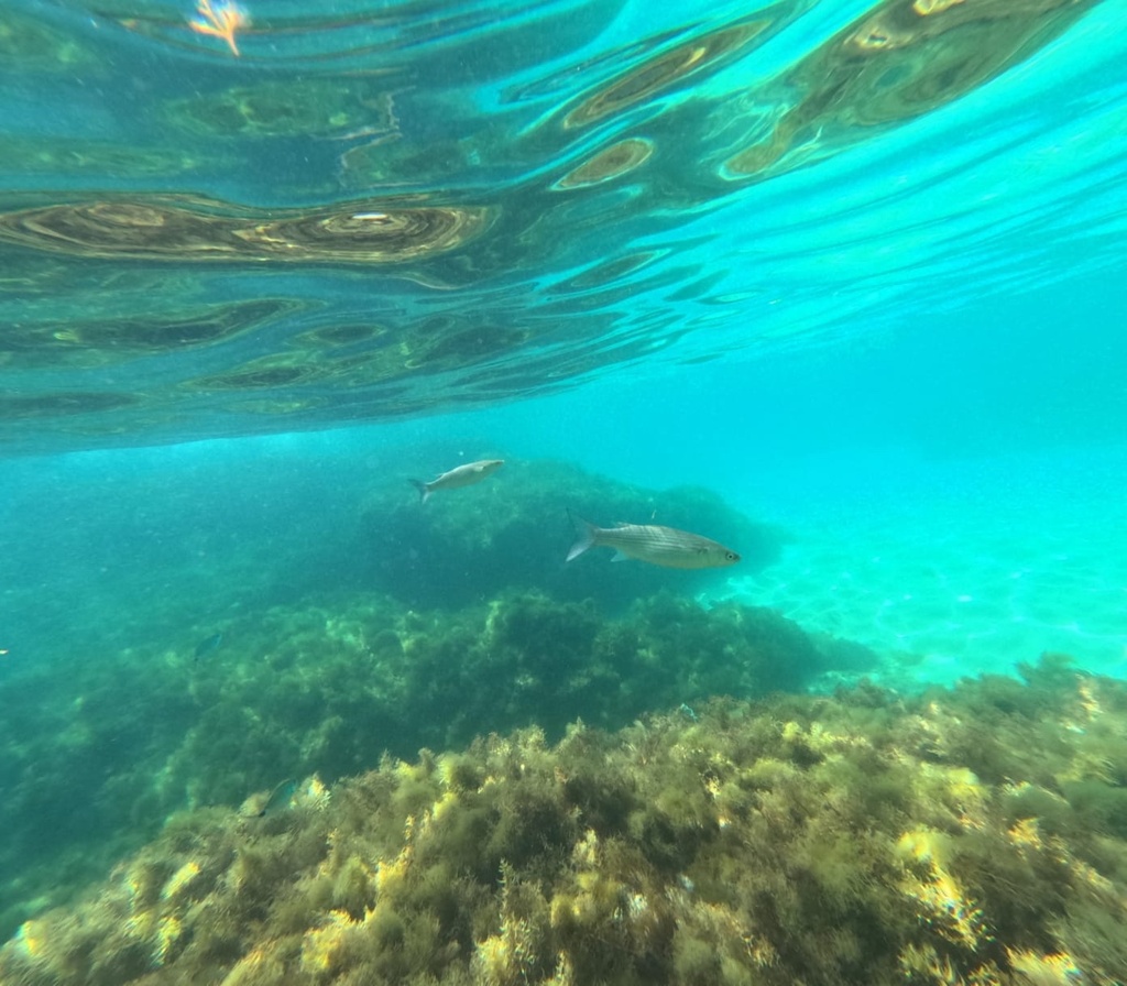 Photo of Thicklip grey mullet (Chelon labrosus)