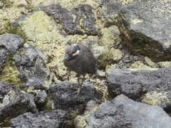 Nyctanassa violacea pauper