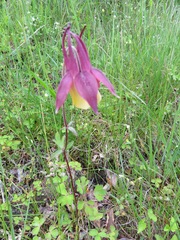 Aquilegia buergeriana, photograph (c) Marco Mussita, some rights reserved (CC BY)