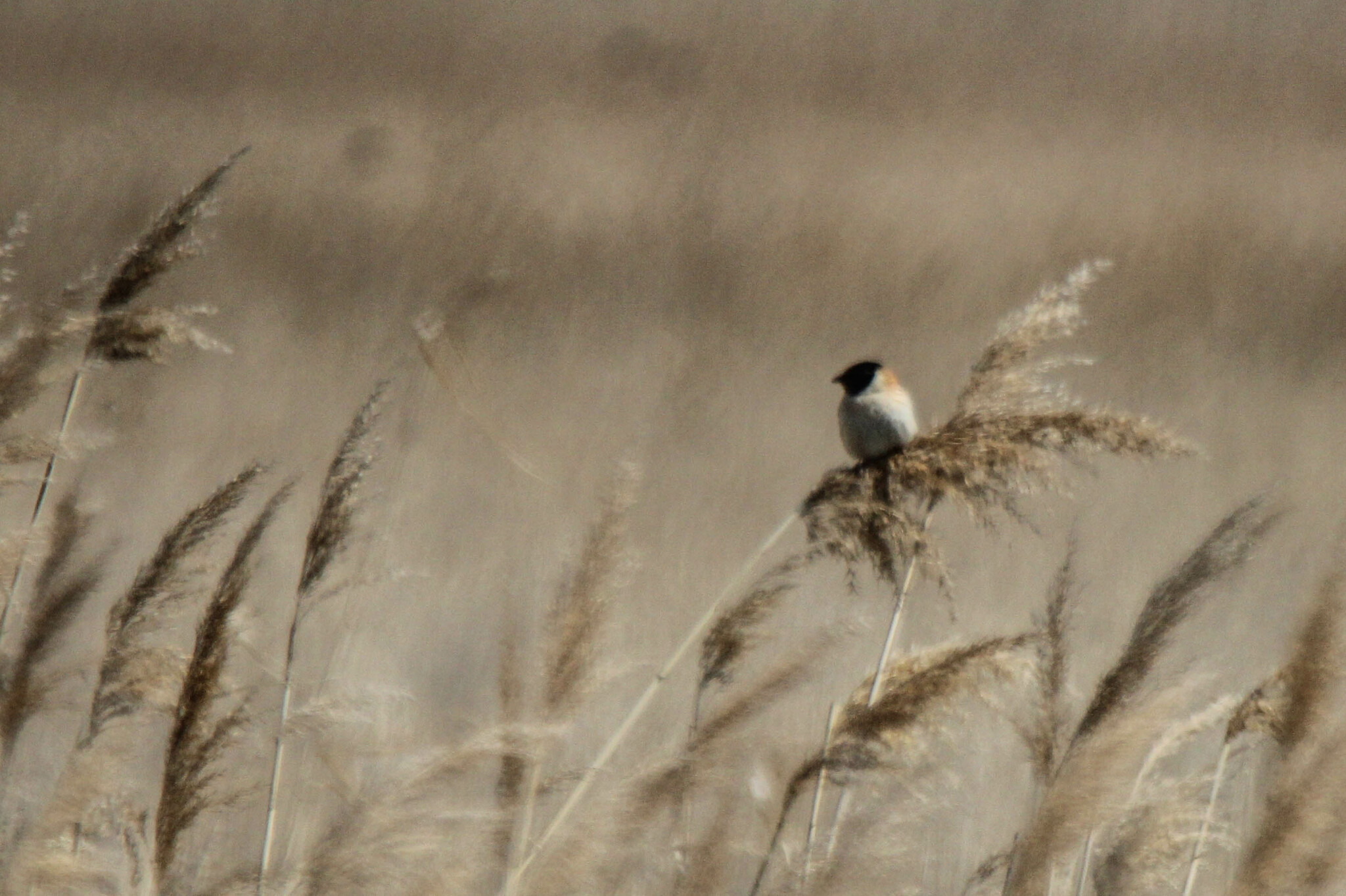 Ochre-rumped Bunting illustration