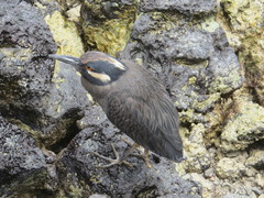 Nyctanassa violacea pauper
