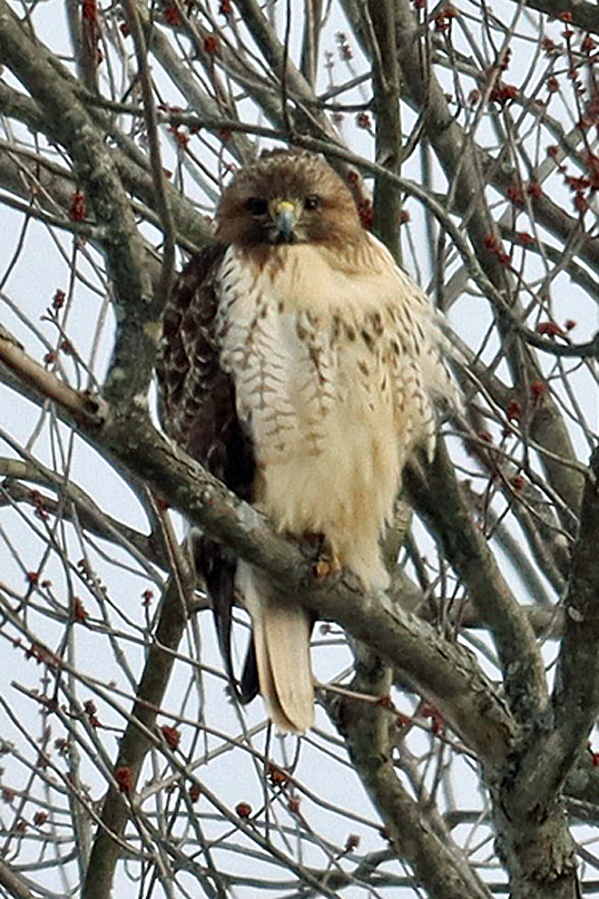 Red Tailed Hawk In February 2023 By Jane Tatlock INaturalist   Large 