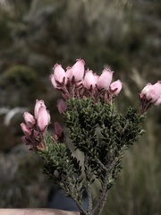 Erica lignosa