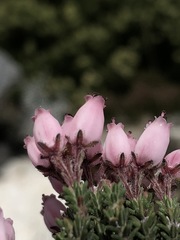 Erica lignosa