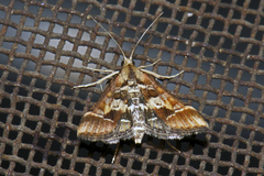 Diasemia
