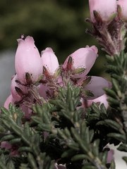 Erica lignosa