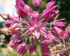 Allium oreophilum