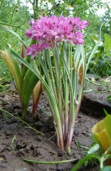Allium oreophilum