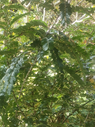 Phyllanthus buxifolius observed 2023-06-20