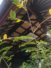 Phyllanthus buxifolius, photograph author not stated, no rights reserved