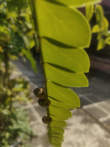 Phyllanthus buxifolius, photograph 3