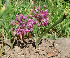 Allium oreophilum