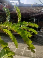 Phyllanthus buxifolius, photograph author not stated, no rights reserved