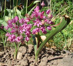 Allium oreophilum