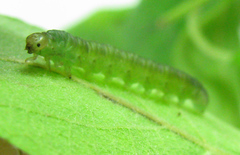 Euura viduata