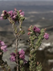 Erica nervata