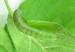 Euura viduata