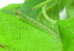 Euura viduata