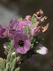 Erica nervata