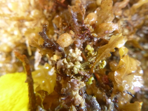 Tubuliporidae