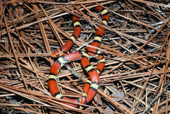 Cemophora coccinea copei