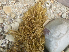 Sargassum sinclairii