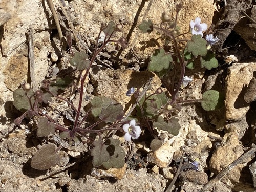 Narrow Phacelia (Phacelia filiformis)
