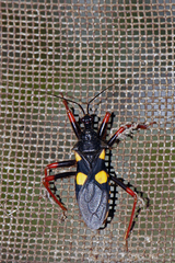 Acanthaspis flavipes