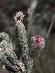 Erica strigilifolia