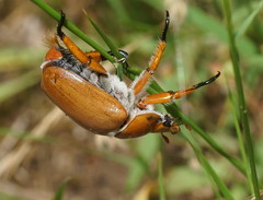 Anoplognathus viriditarsis