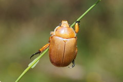 Anoplognathus viriditarsis