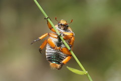 Anoplognathus viriditarsis