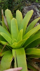 Vriesea macrostachya