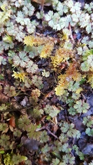 Hydrocotyle dissecta