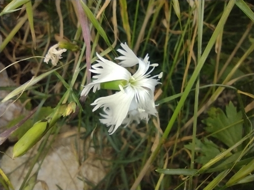 klinček včasný (Dianthus plumarius)