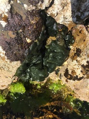 Codium convolutum