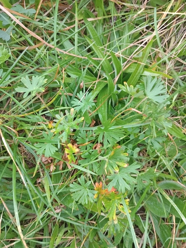 Image of Geranium solanderi by (c) Joe Potter Butler, some rights reserved (CC BY)