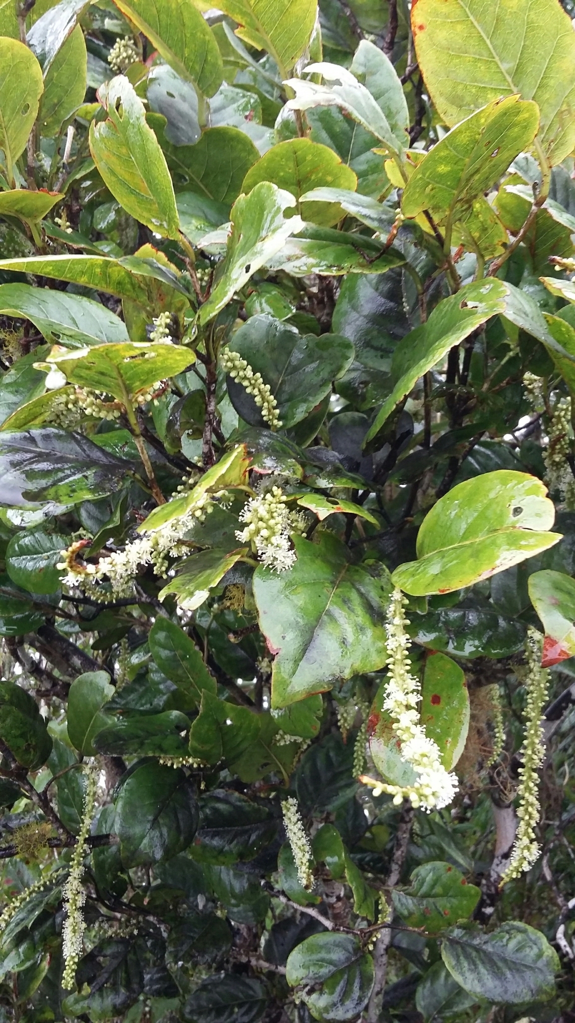 Coccoloba swartzii