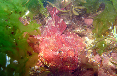 Taurulus bubalis