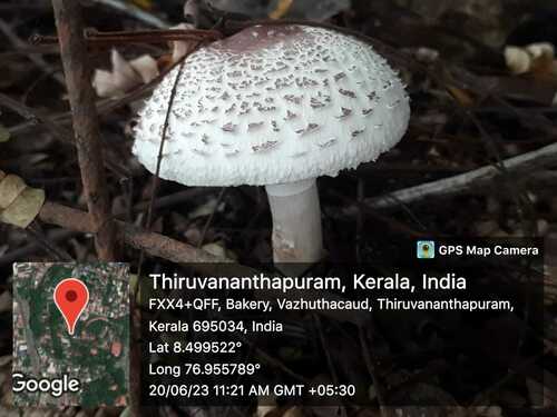 Leucocoprinus zeylanicus