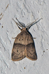Stictane rectilinea