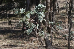 Eucalyptus bridgesiana