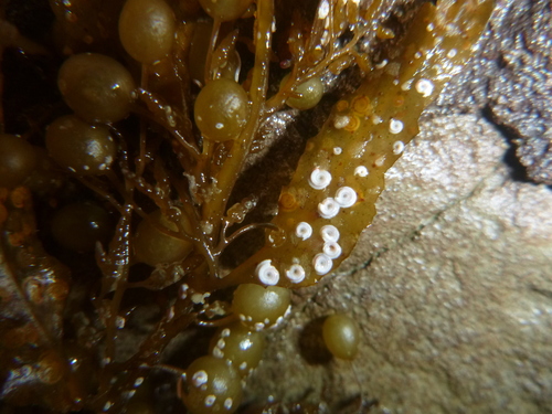 Protolaeospira tricostalis