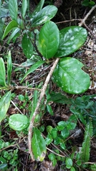 Schlegelia brachyantha