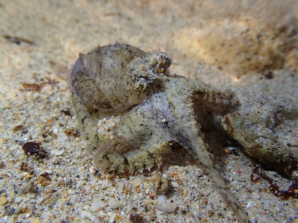 Arm-banded Ocellate Octopus