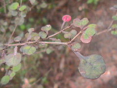 Coprosma spathulata spathulata
