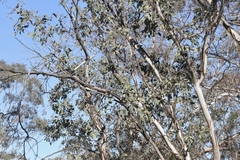 Eucalyptus blakelyi