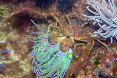 Inachus phalangium