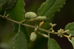 Corchorus kirkii image